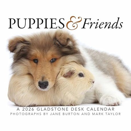 Puppies Friends Box Calendar 2026