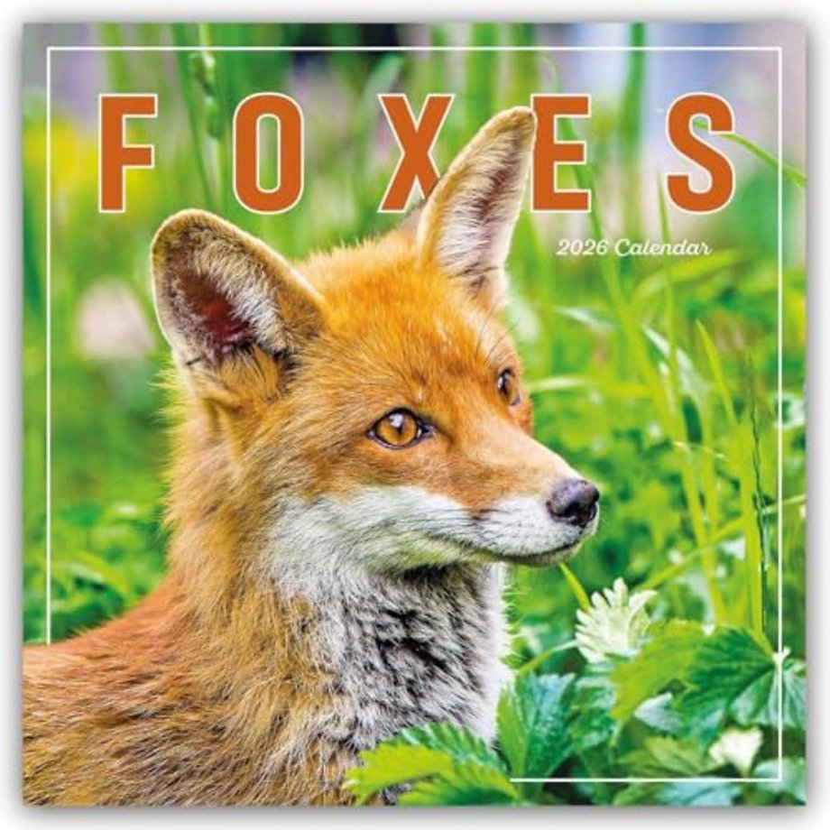 Foxes Square Wall Calendar 2026