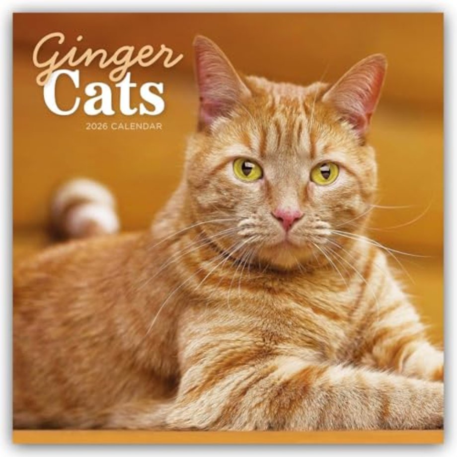 Ginger Cats Square Wall Calendar 2026