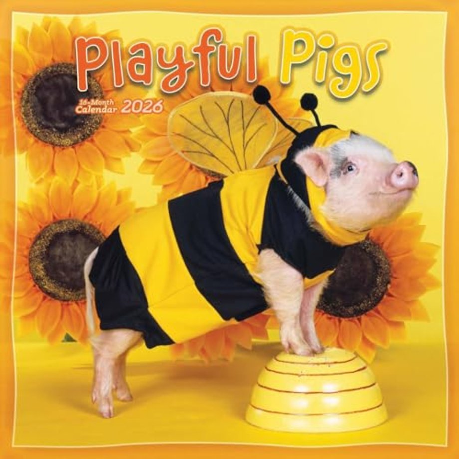 Pigs Playful Square Wall Sunday Start Ca