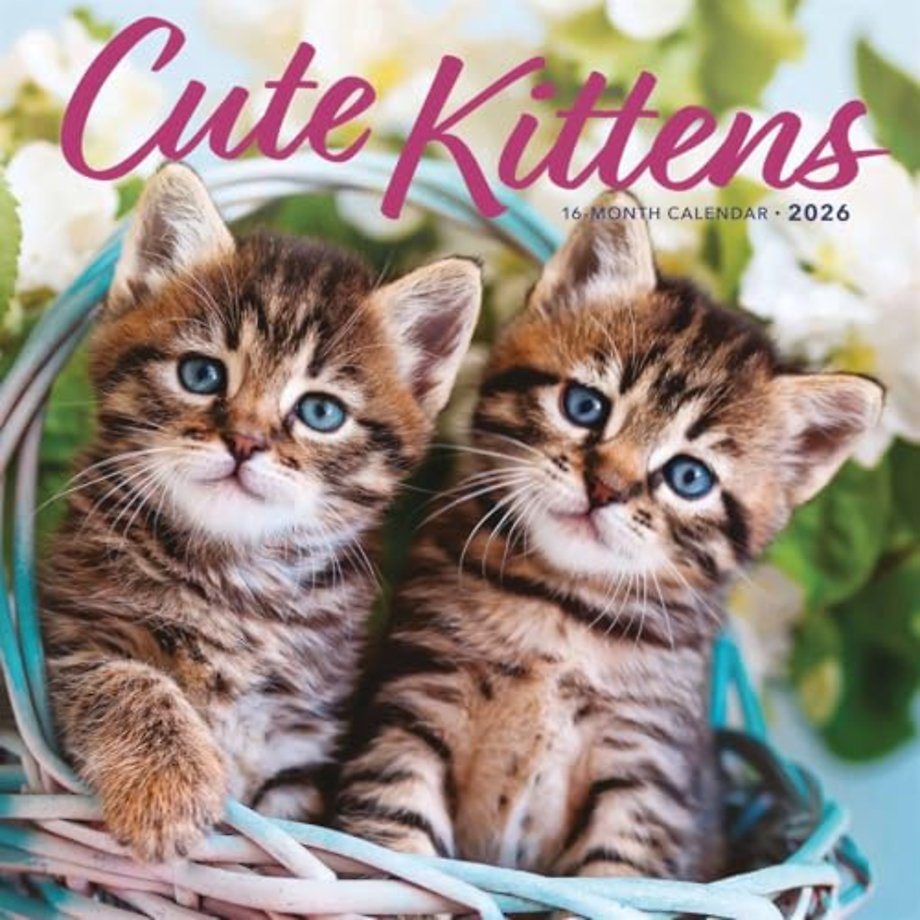 Kittens Square Wall Sunday Start Calenda