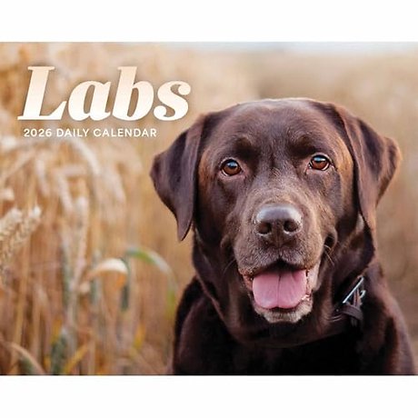 Labs Box Calendar 2026