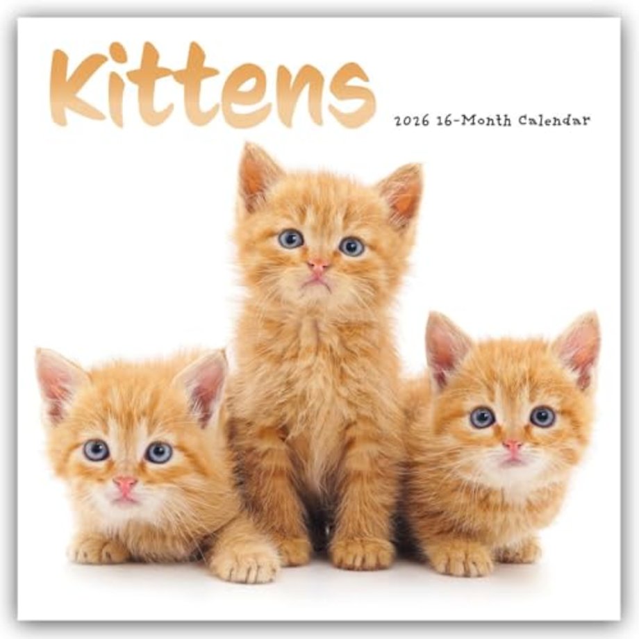 Kittens Square Wall Sunday Start Calenda