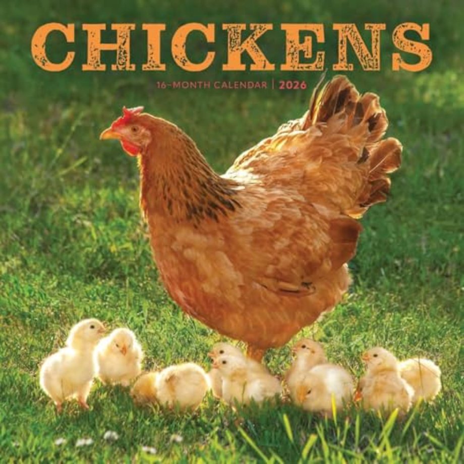 Chickens Square Wall Sunday Start Calend