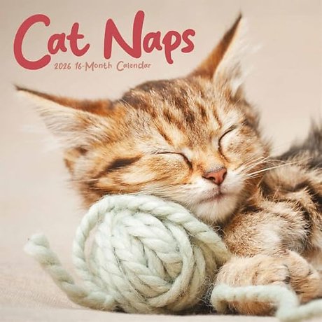 Cat Naps Square Wall Sunday Start Calend