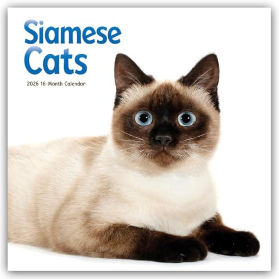 Siamese Cats Square Wall Sunday Start Ca