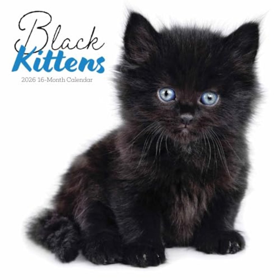 Black Kittens Square Wall Sunday Start C