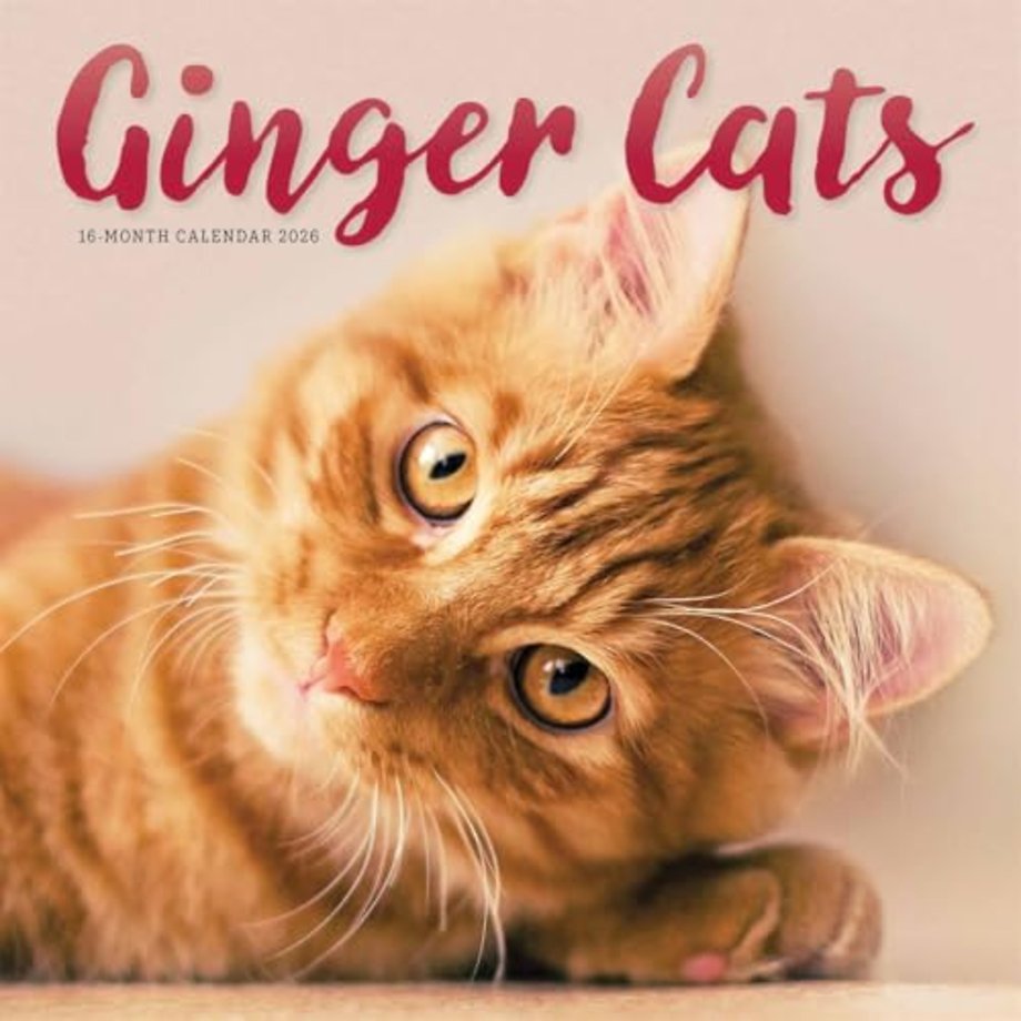 Ginger Cats Square Wall Sunday Start Cal