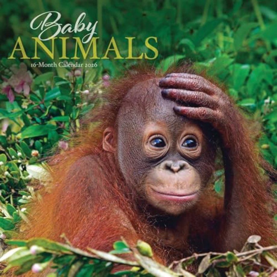 Baby Animals Square Wall Sunday Start Ca