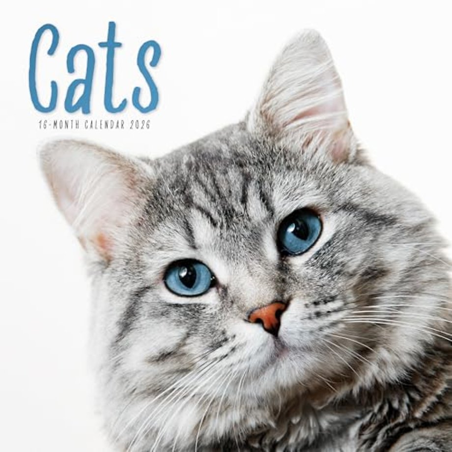 Cats Square Wall Sunday Start Calendar 2