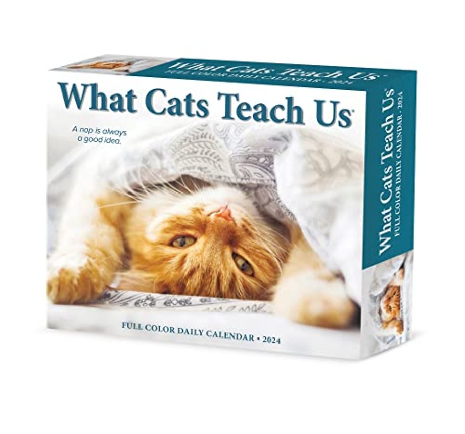 What Cats Teach Us 2024 6.2 X 5.4 Box Calendar