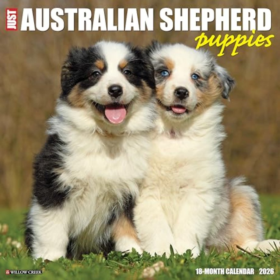 Australian Shepherd Puppies 2026 12 X 12 Wall Calendar