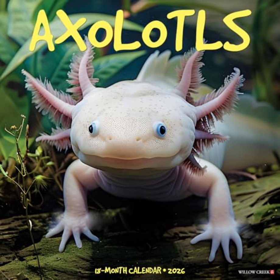 Axolotls 2026 Wall Calendar