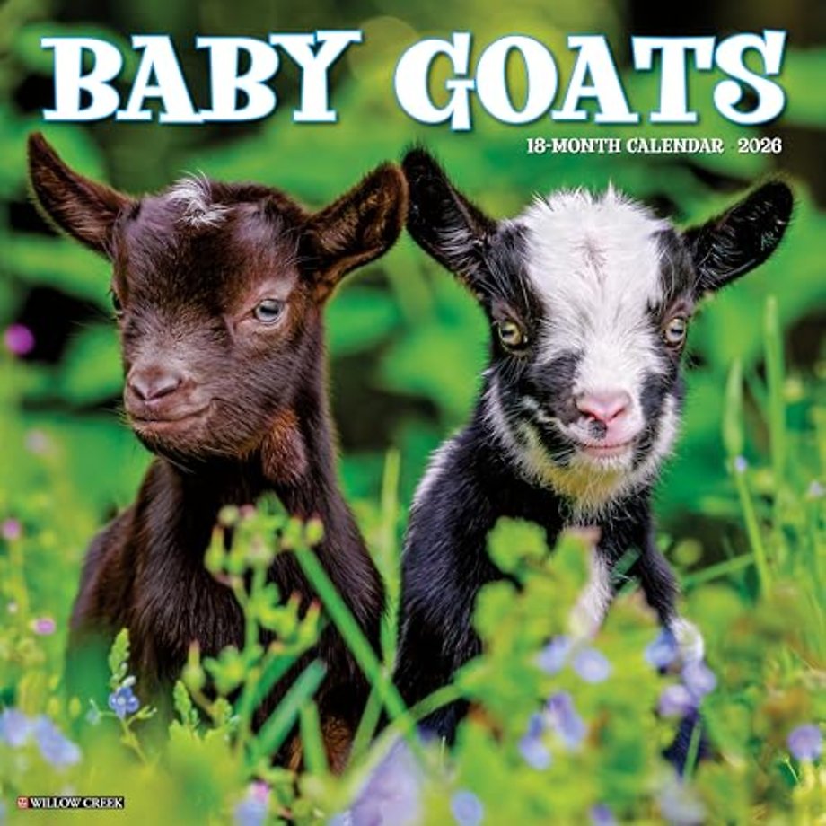 Baby Goats 2026 Wall Calendar