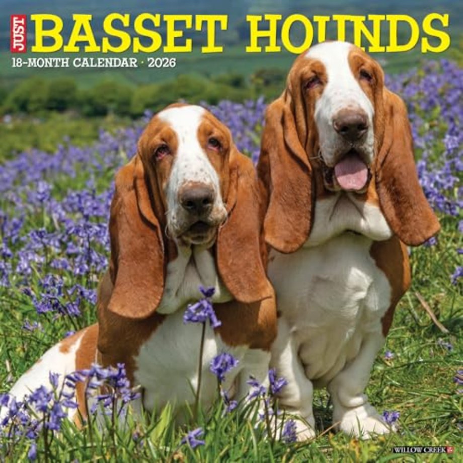 Basset Hounds 2026 Wall Calendar