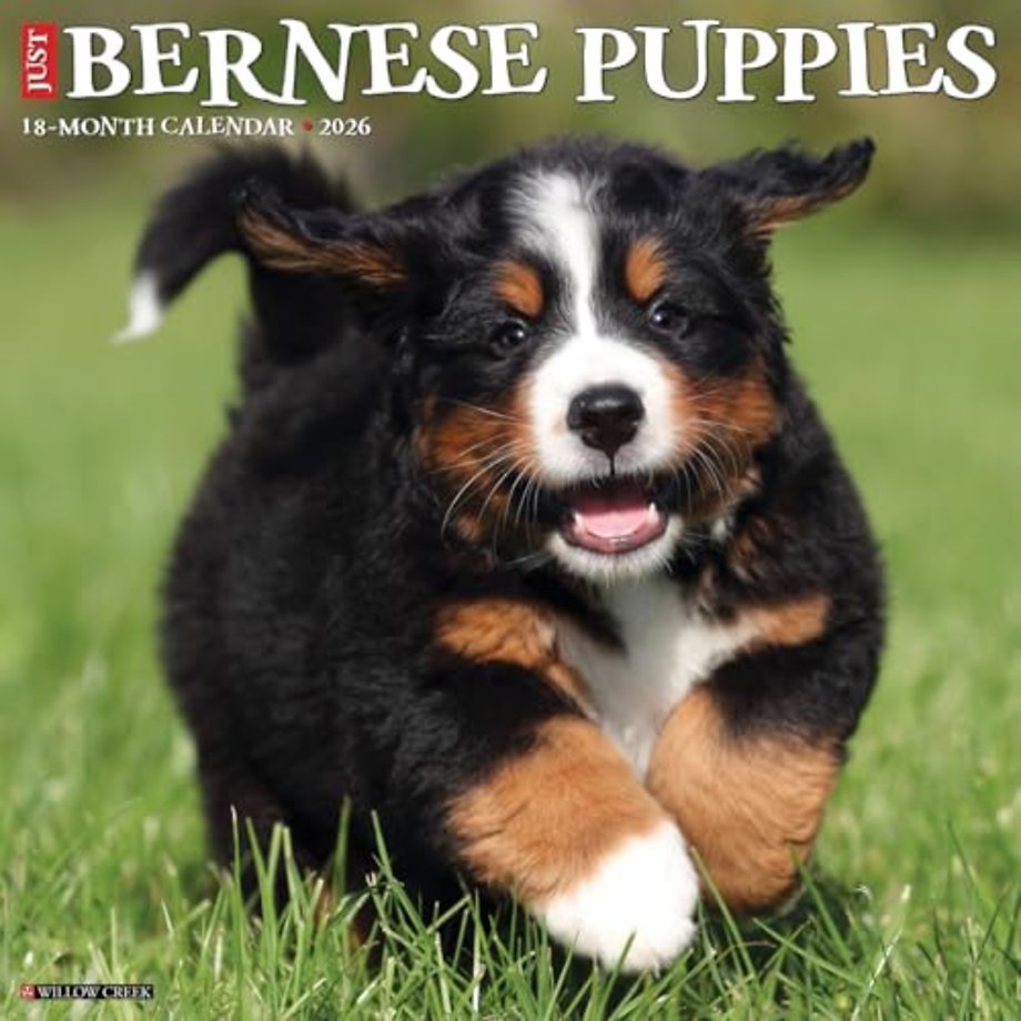 Bernese Mountain Puppies 2026 12 X 12 Wall Calendar