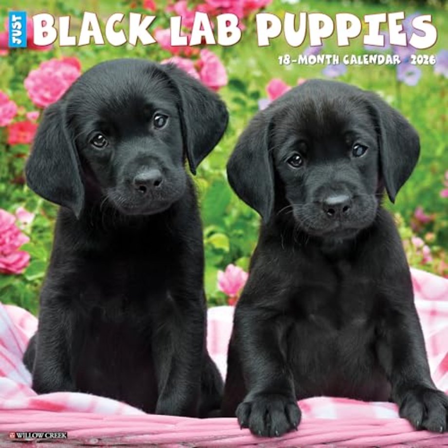 Black Lab Puppies 2026 12 X 12 Wall Calendar