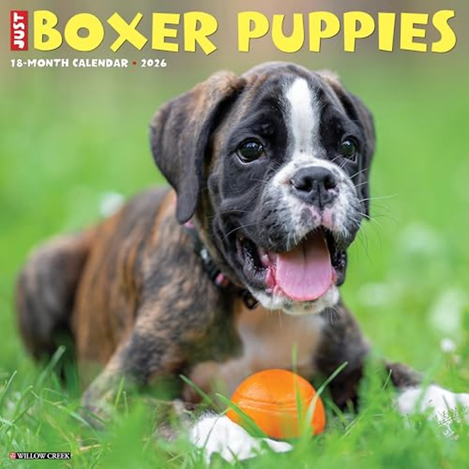 Boxer Puppies 2026 12 X 12 Wall Calendar