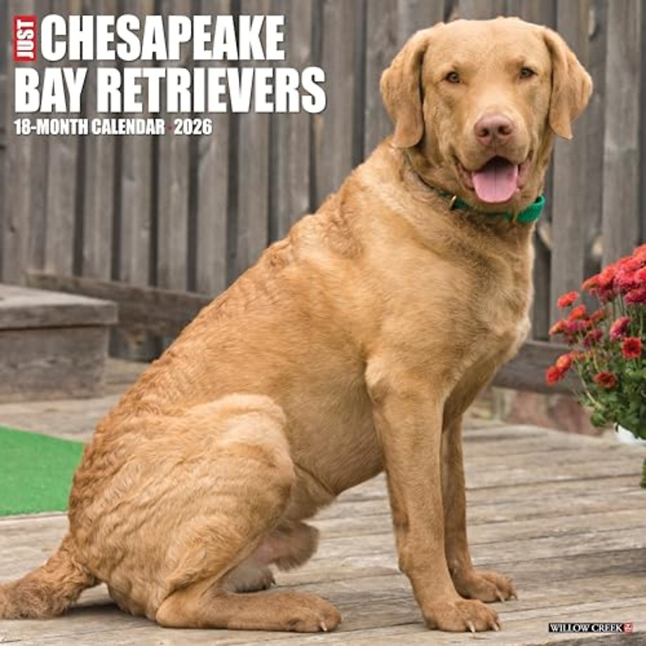 Chesapeake Bay Retrievers 2026 12 X 12 Wall Calendar