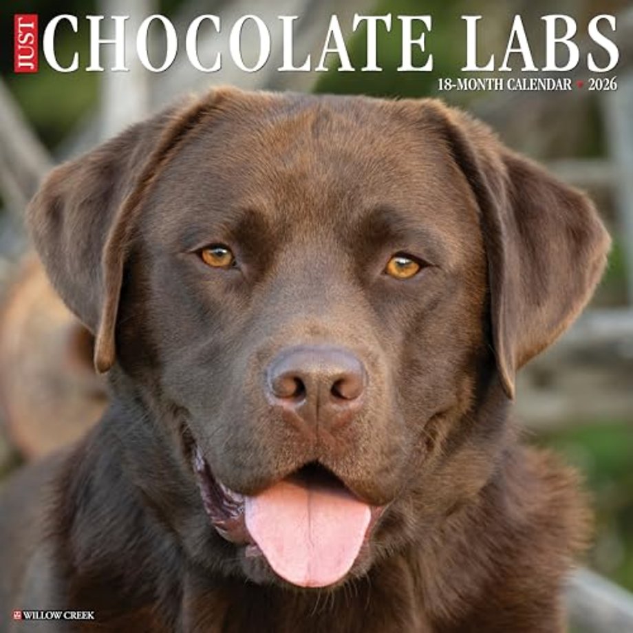 Chocolate Labs 2026 Wall Calendar
