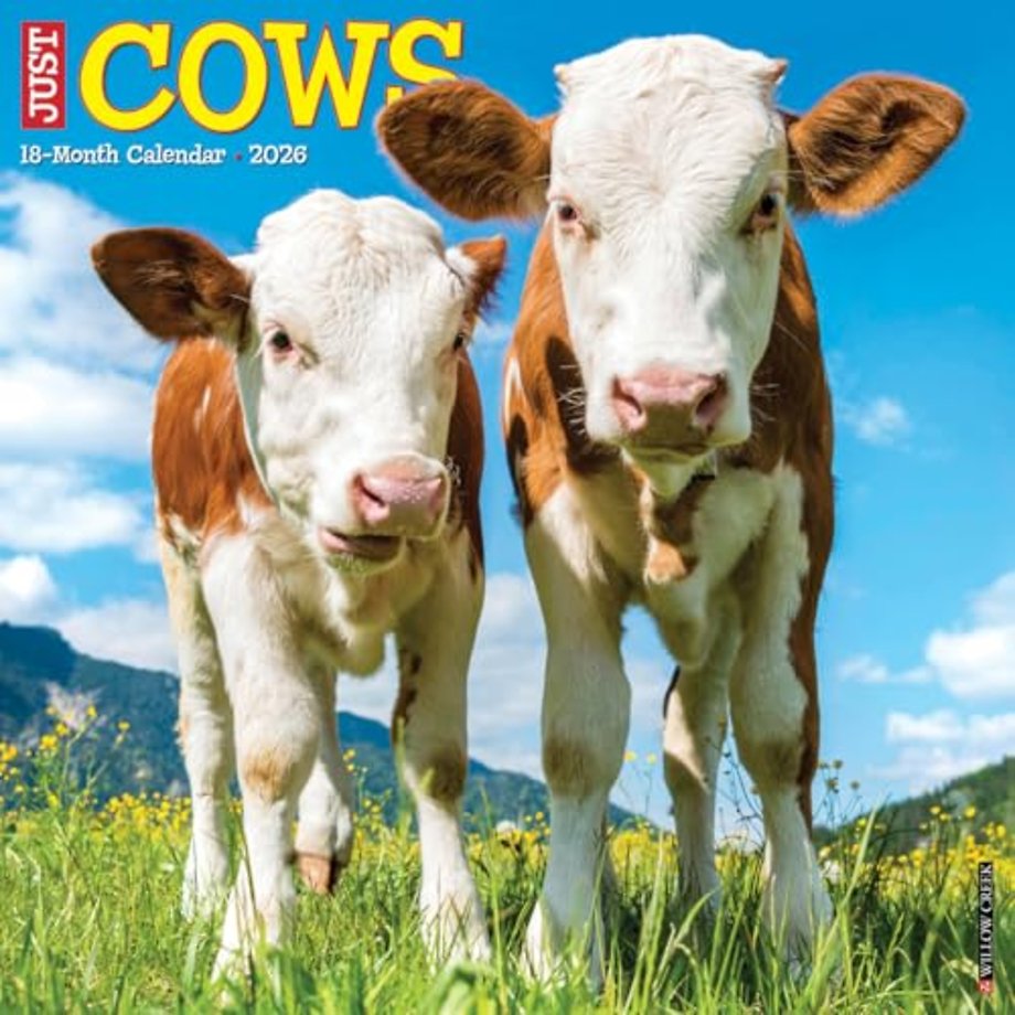 Cows 2026 Wall Calendar