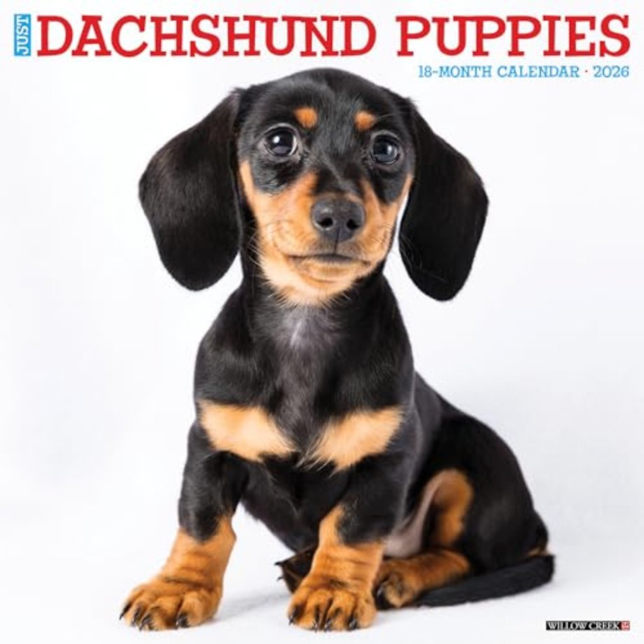 Dachshund Puppies 2026 12 X 12 Wall Calendar