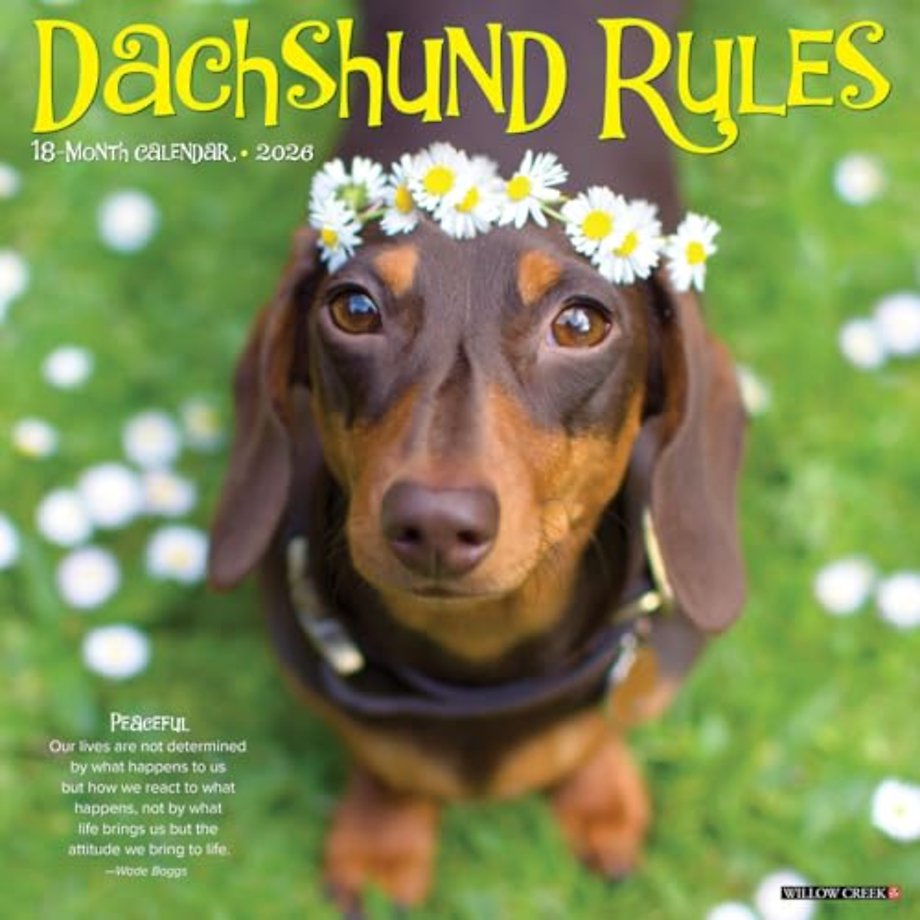 Dachshund Rules 2026 12 X 12 Wall Calendar