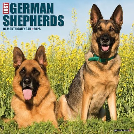 German Shepherds 2026 Wall Calendar
