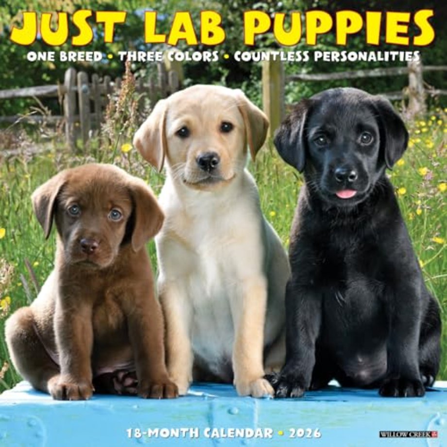 Lab Puppies 2026 12 X 12 Wall Calendar