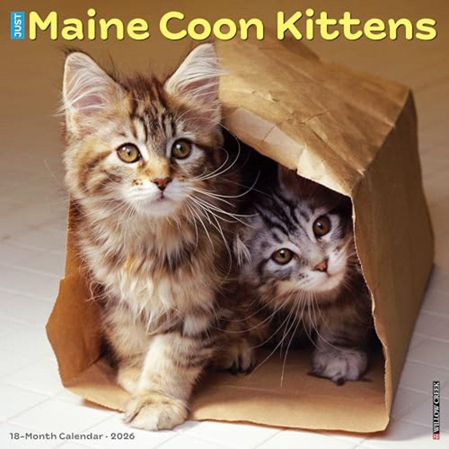 Maine Coon Kittens 2026 Wall Calendar
