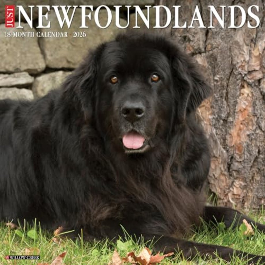 Newfoundlands 2026 Wall Calendar