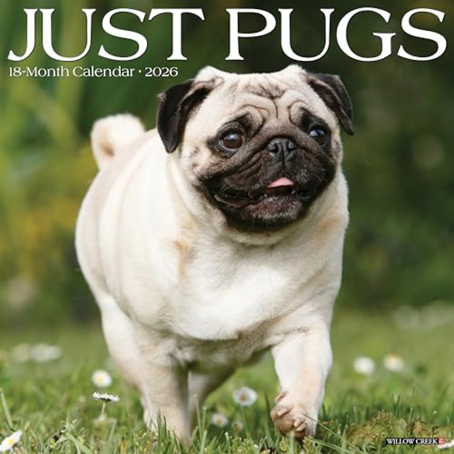 Pugs 2026 Wall Calendar