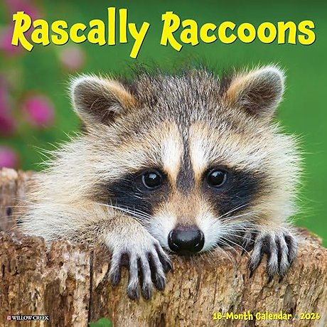 Rascally Raccoons 2026 Wall Calendar