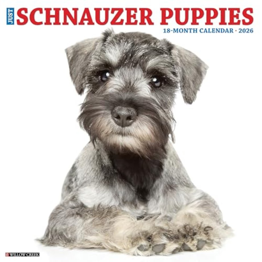 Schnauzer Puppies 2026 12 X 12 Wall Calendar