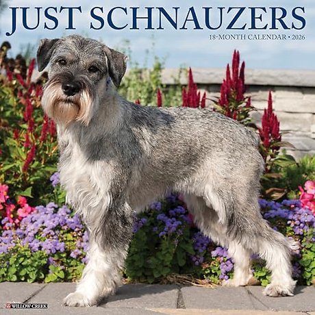 Schnauzers 2026 Wall Calendar