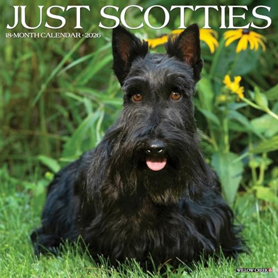 Scotties 2026 Wall Calendar