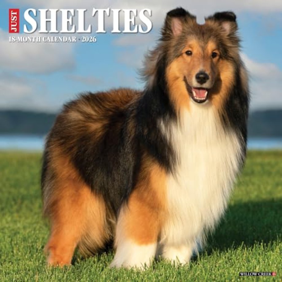 Shelties 2026 Wall Calendar