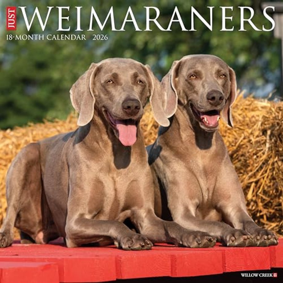 Weimaraners 2026 Wall Calendar