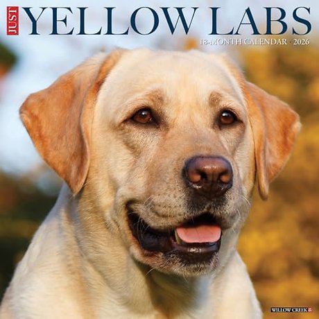 Yellow Labs 2026 Wall Calendar