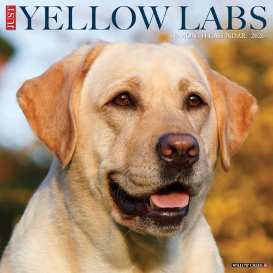 Yellow Labs 2026 Wall Calendar