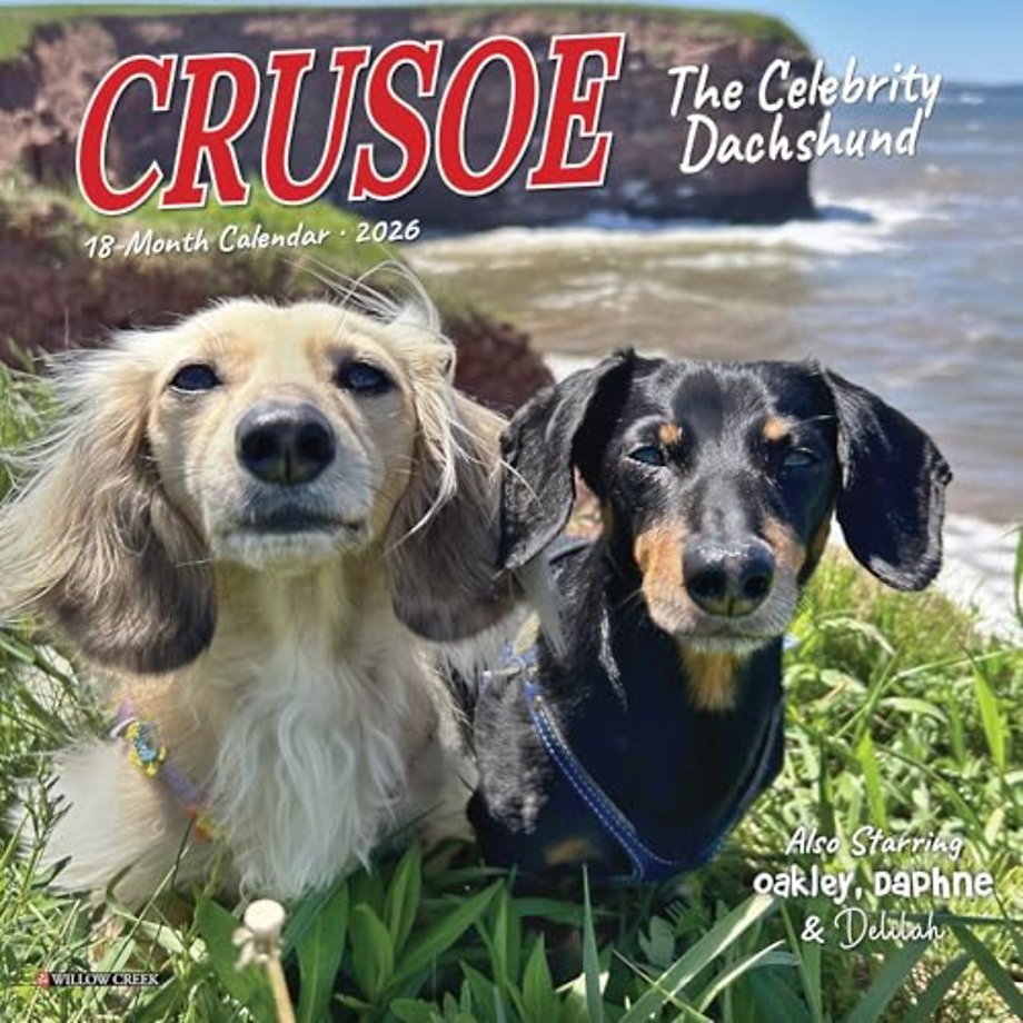 Crusoe the Celebrity Dachshund 2026 Mini Wall Calendar