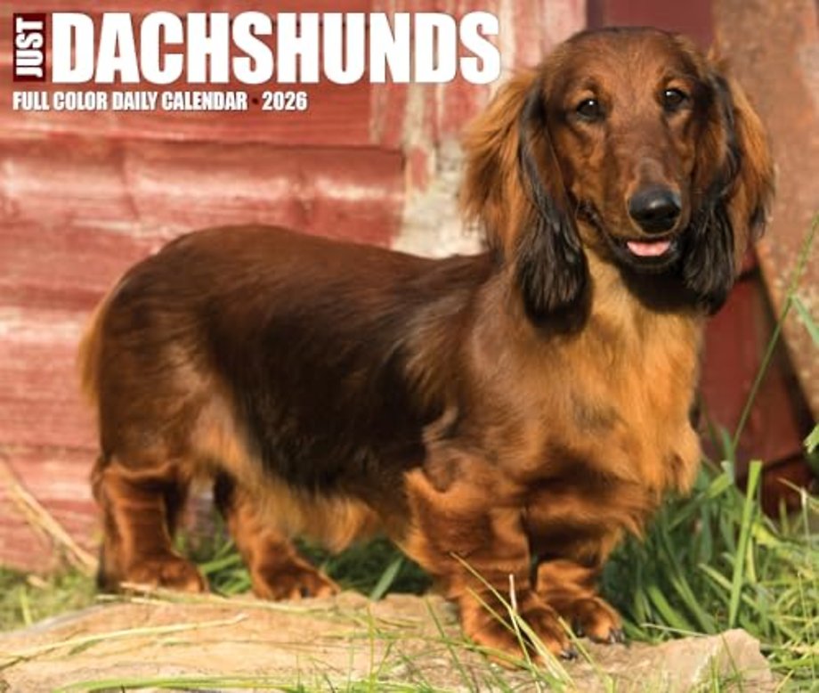 Dachshunds 2026 Box Calendar