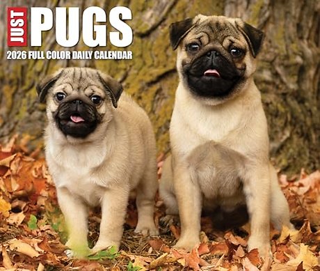 Just Pugs 2026 Box Calendar