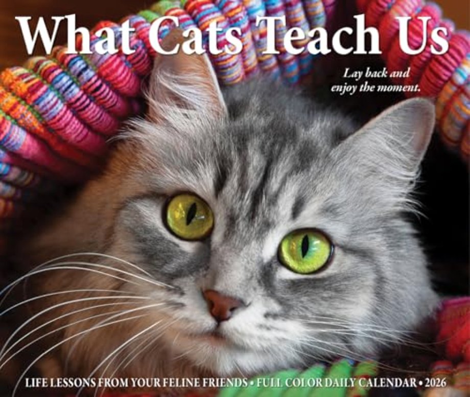 What Cats Teach Us 2026 Box Calendar
