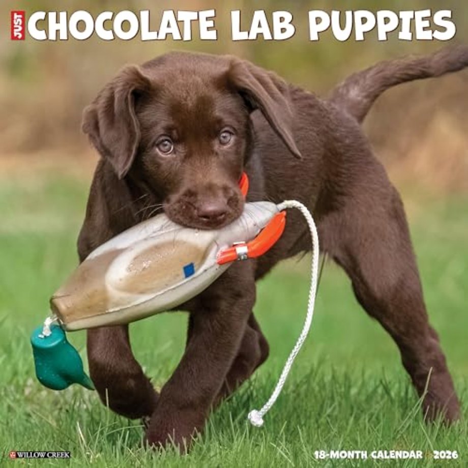 Chocolate Lab Puppies 2026 12 X 12 Wall Calendar