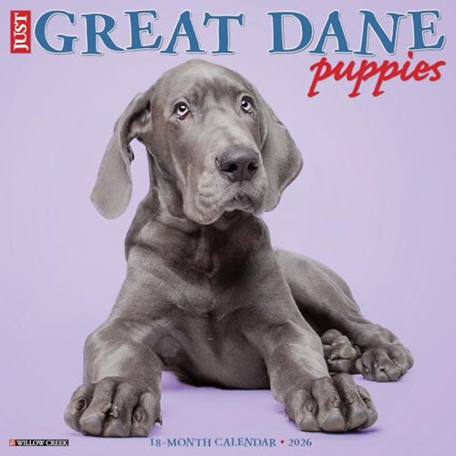Great Dane Puppies 2026 12 X 12 Wall Calendar