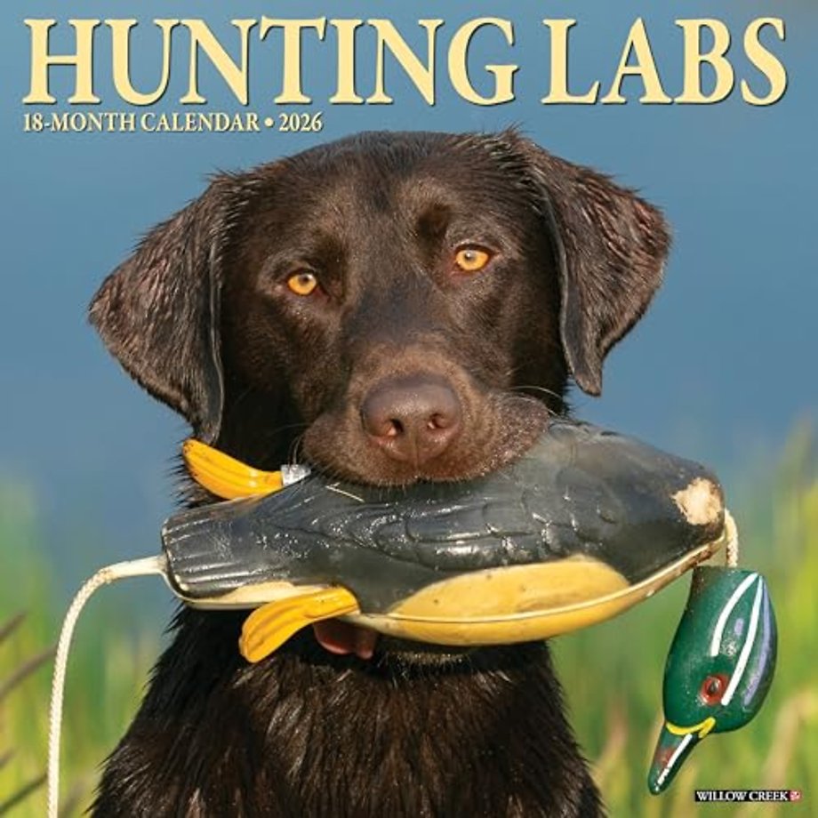 Hunting Labs 2026 12 X 12 Wall Calendar