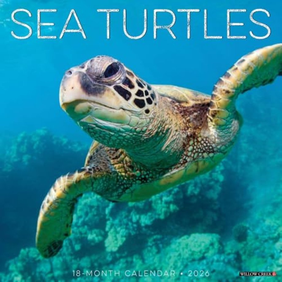 Sea Turtles 2026 Wall Calendar