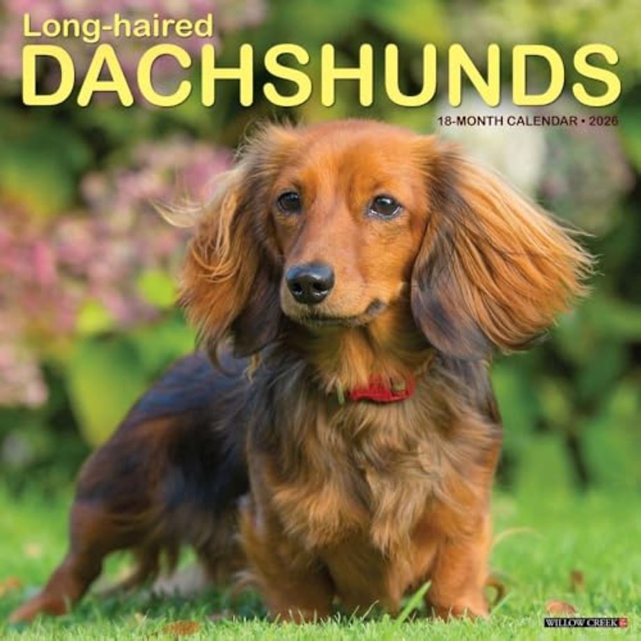 Longhaired Dachshunds 2026 Wall Calendar
