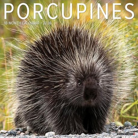 Porcupines 12 X 12 Wall Calendar